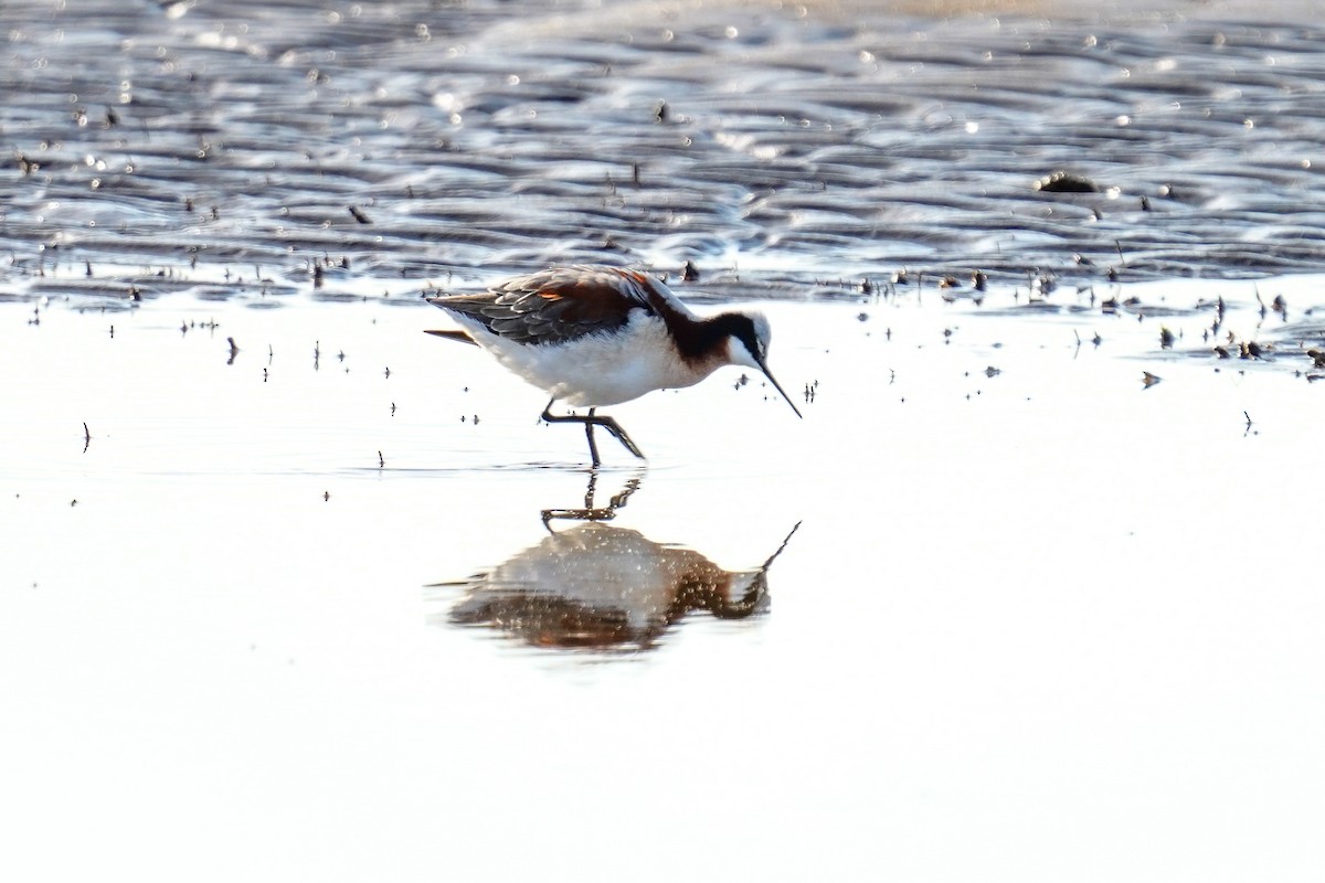 Wilson's Phalarope - ML565467401