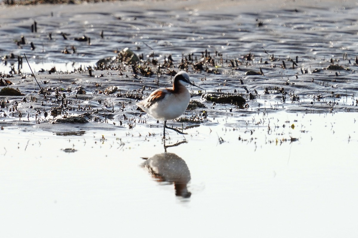Wilson's Phalarope - ML565467411