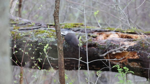 Pileated Woodpecker - ML565467431