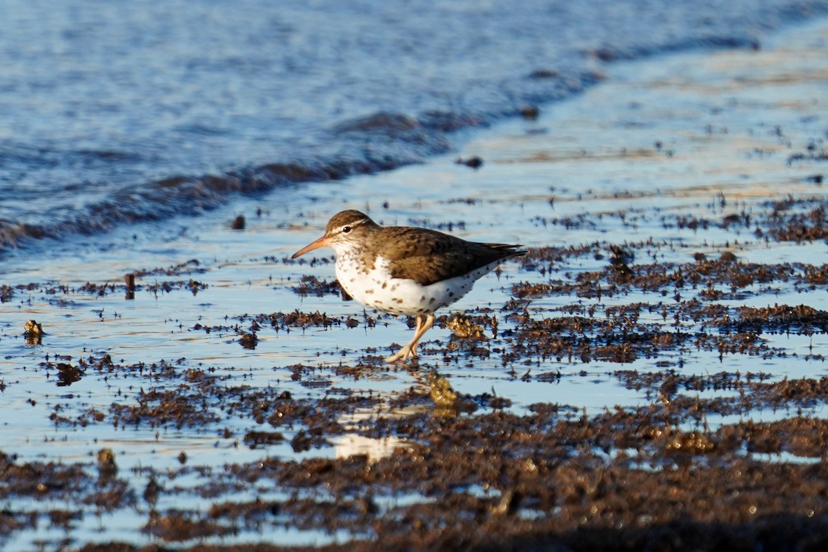 Spotted Sandpiper - ML565467531