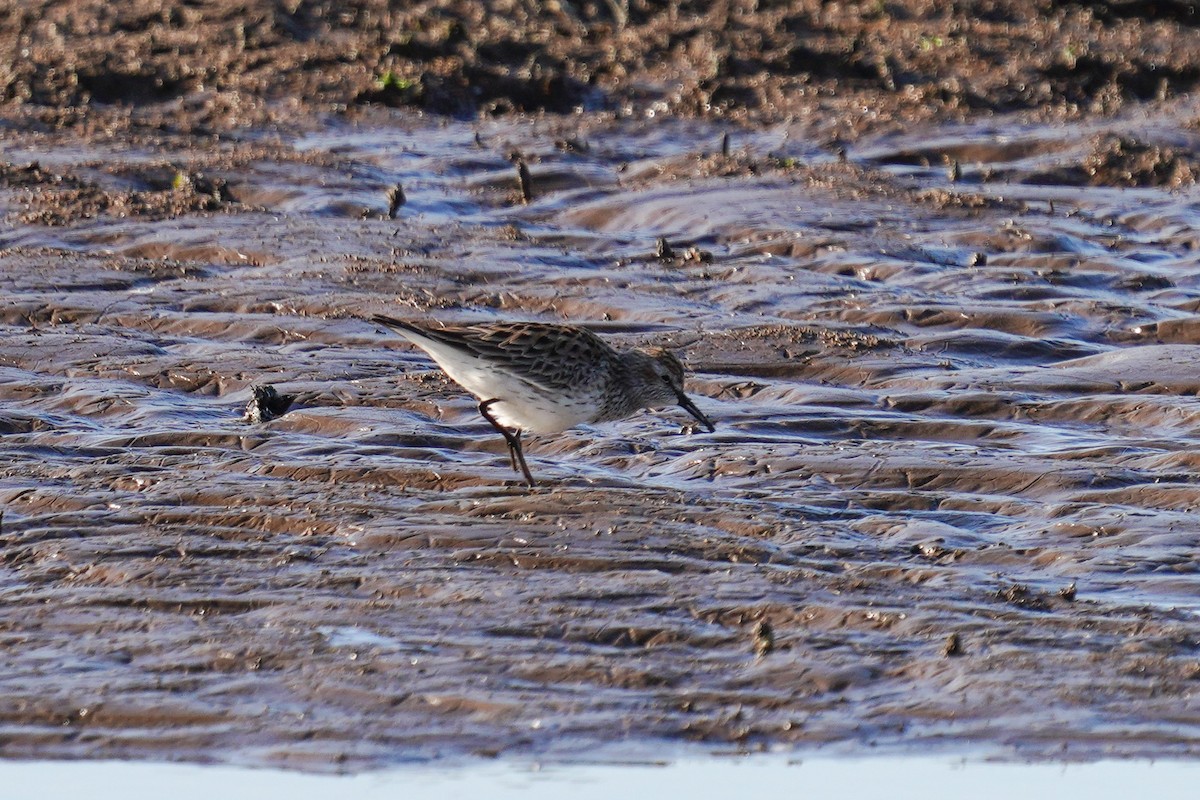 White-rumped Sandpiper - ML565467891