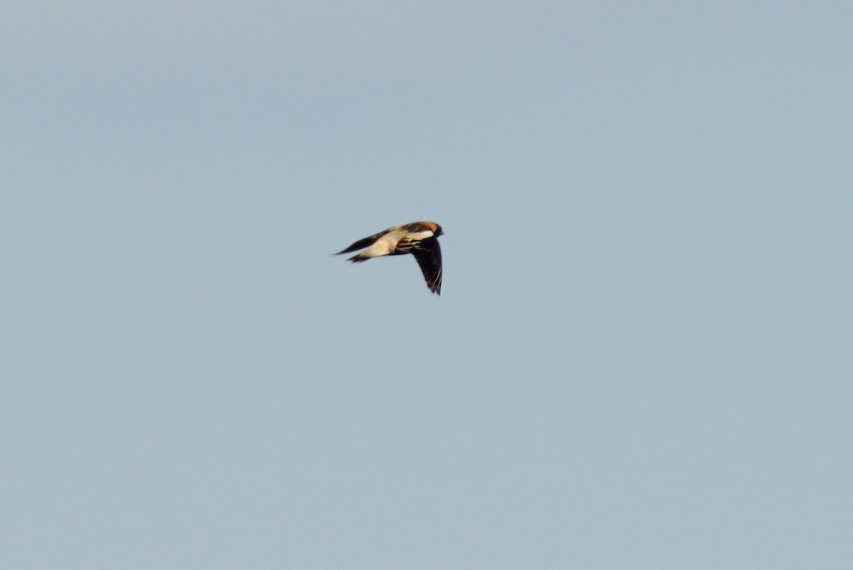 Bobolink - ML565467951