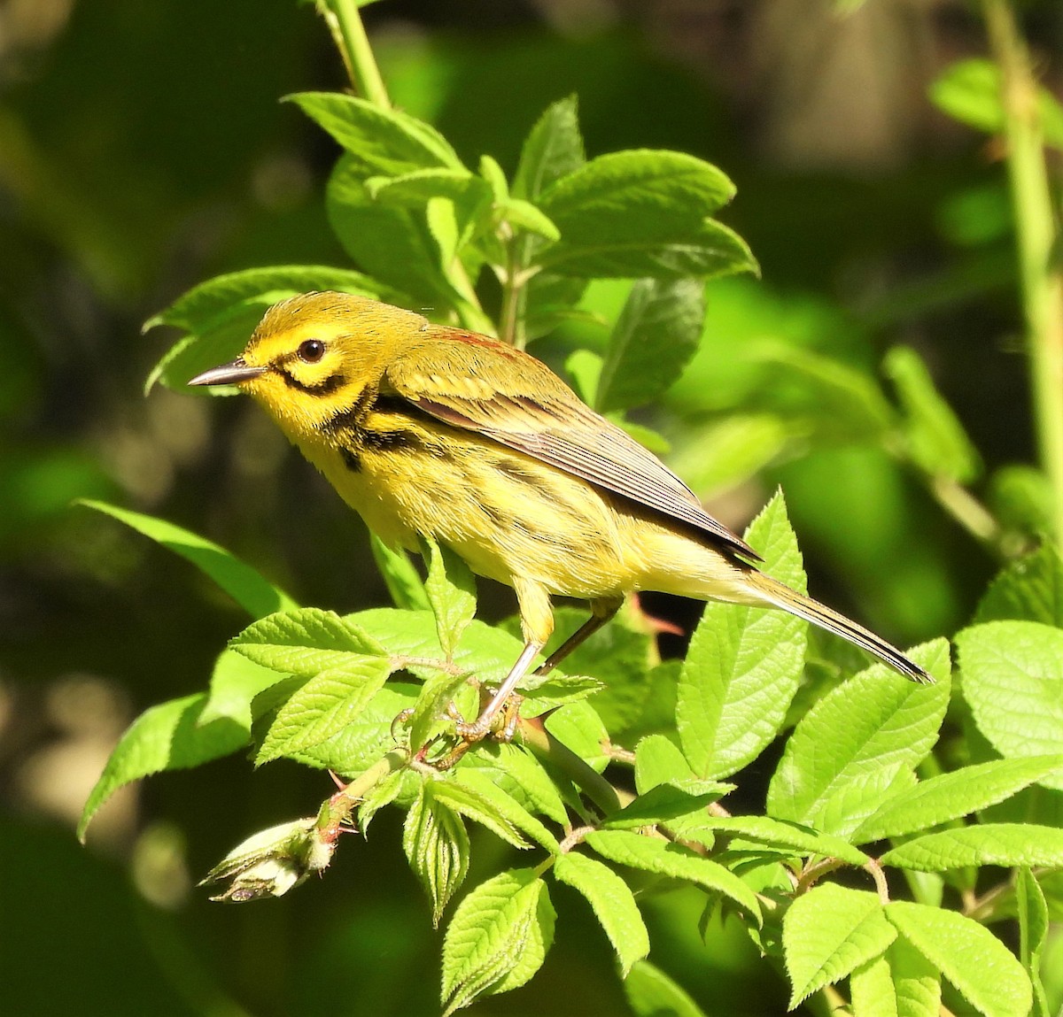 Prairie Warbler - ML565468791