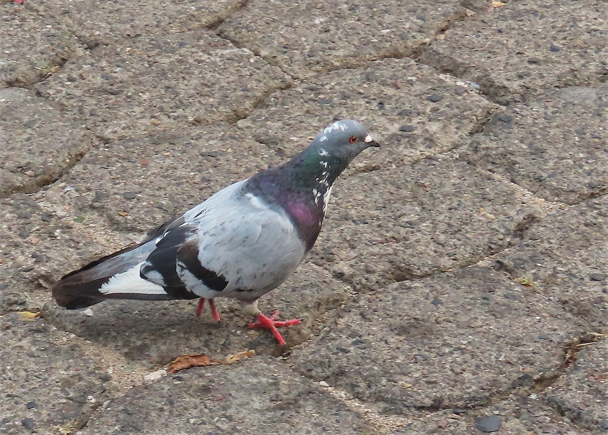 Pigeon biset (forme domestique) - ML565468821