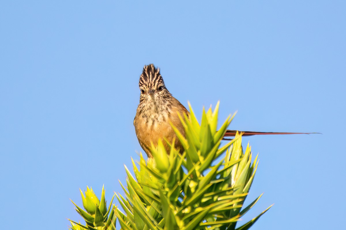 Araucaria Tit-Spinetail - ML565469131