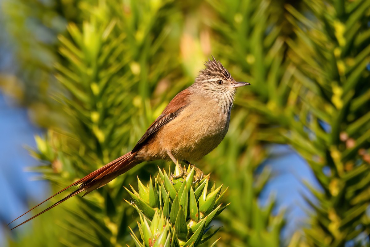 Araucaria Tit-Spinetail - ML565469141