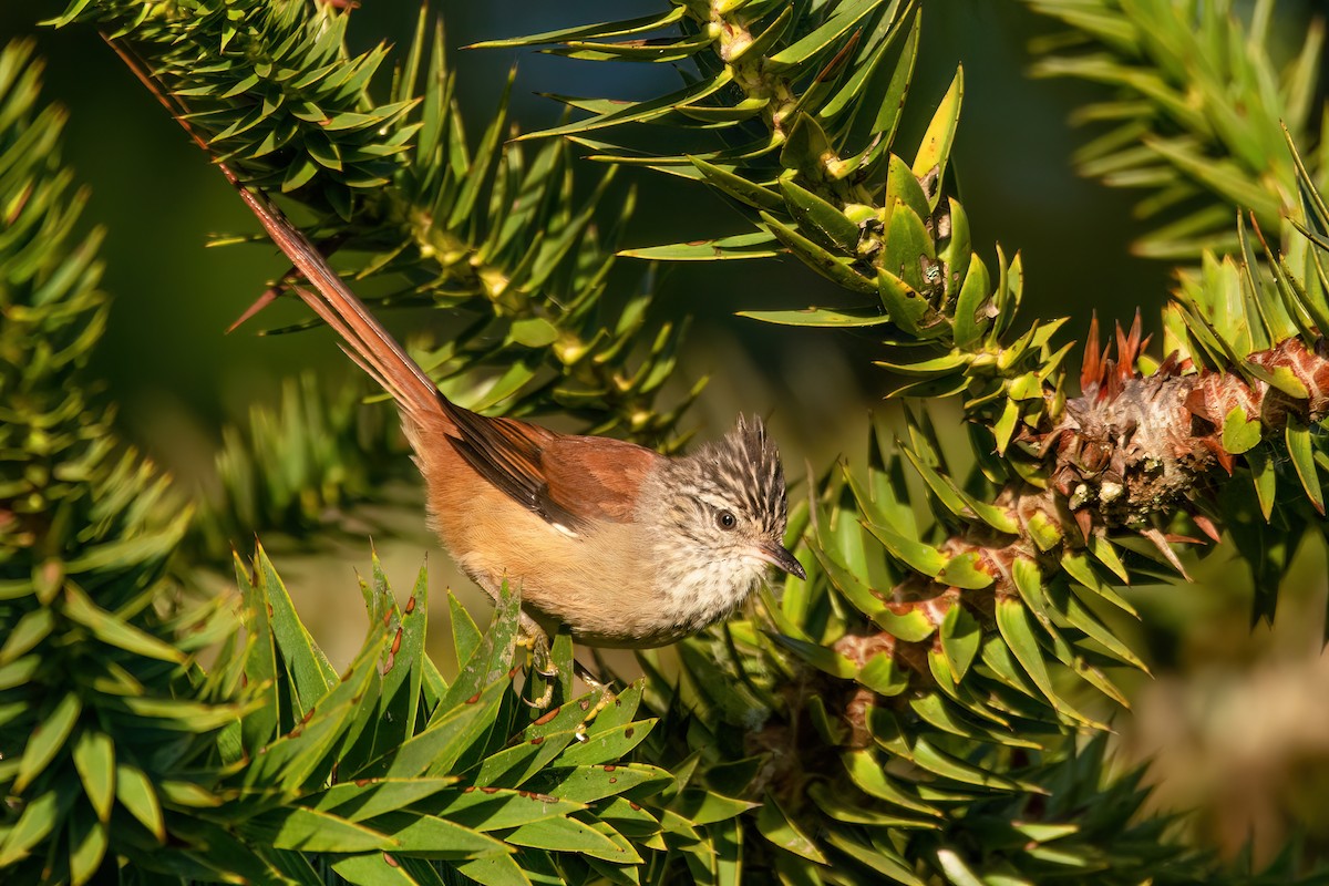 Araucaria Tit-Spinetail - ML565469151