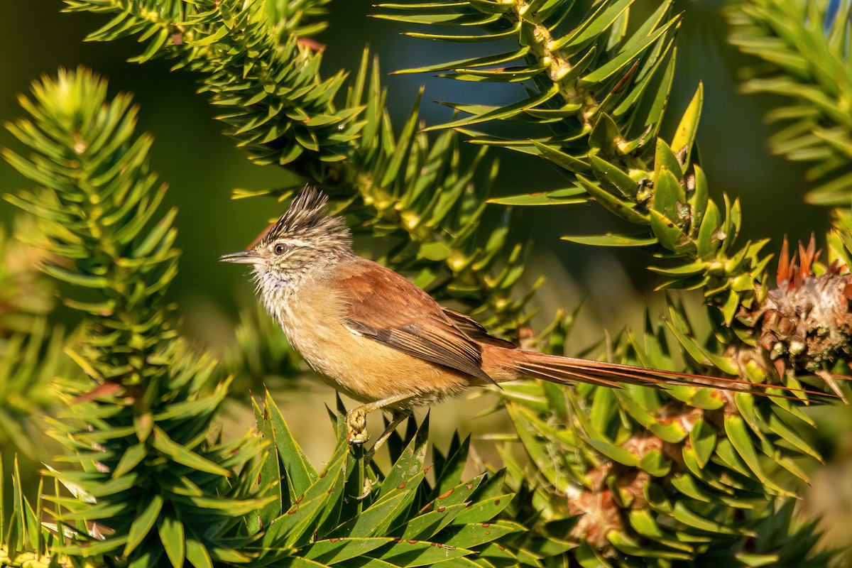 Araucaria Tit-Spinetail - ML565469161