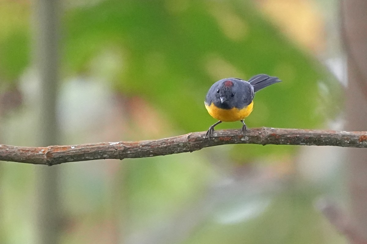 Slate-throated Redstart - ML565469241