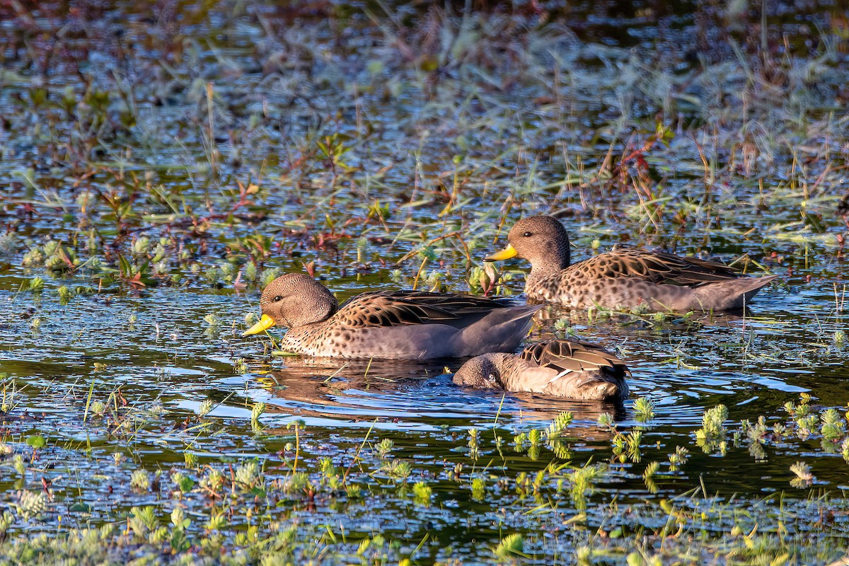 Yellow-billed Teal - ML565469271