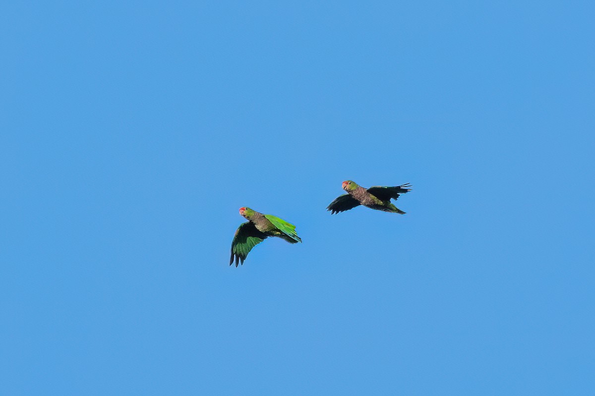 Vinaceous-breasted Parrot - Marcos Eugênio Birding Guide