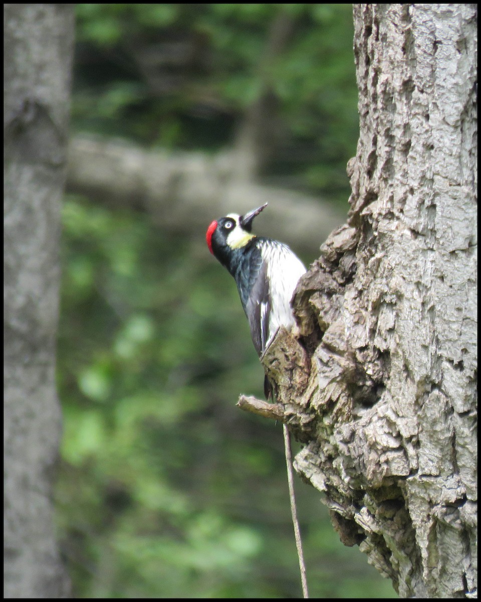 Acorn Woodpecker - ML565469431