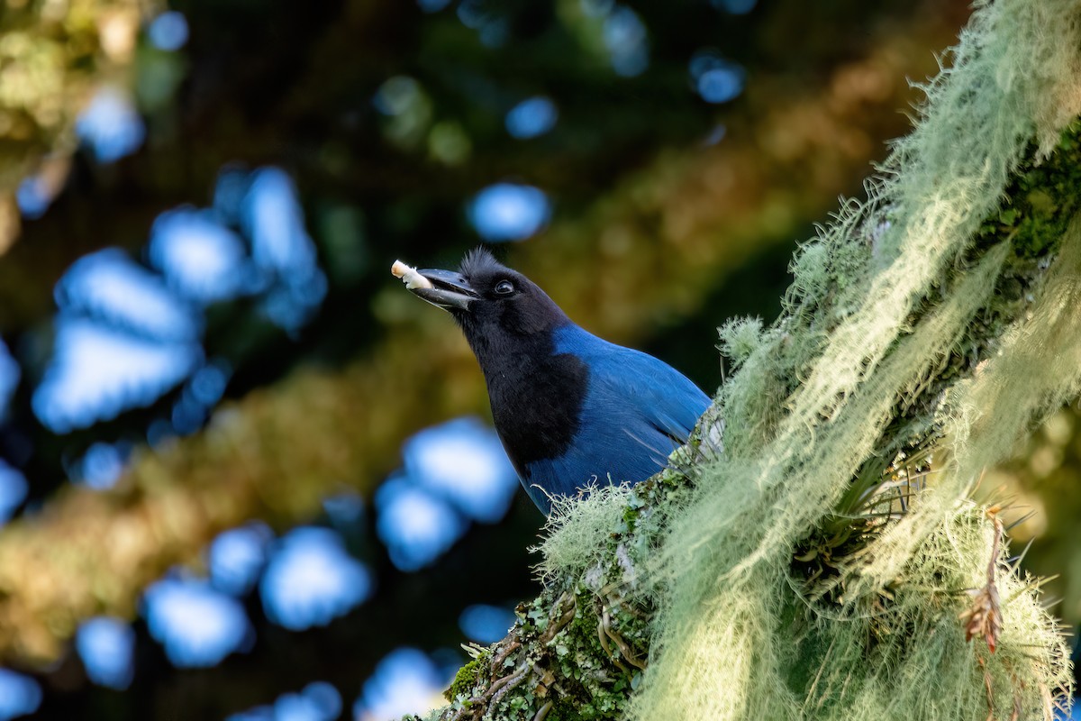 Azure Jay - Marcos Eugênio Birding Guide