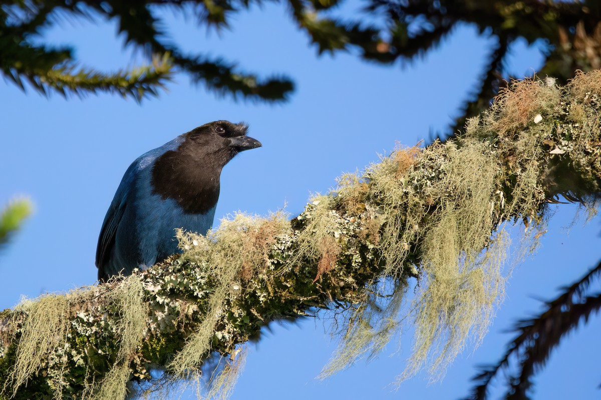 Azure Jay - Marcos Eugênio Birding Guide