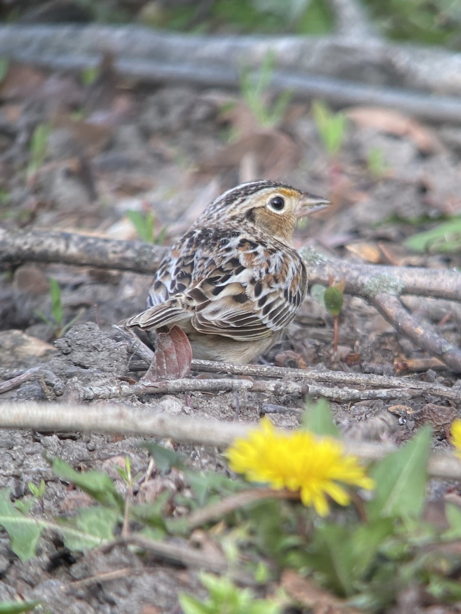 Grasshopper Sparrow - ML565469611