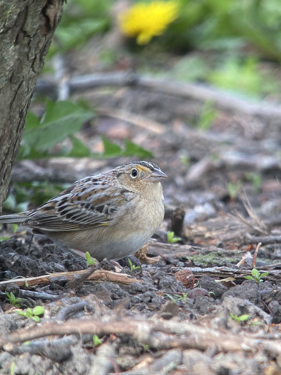 Grasshopper Sparrow - ML565469621