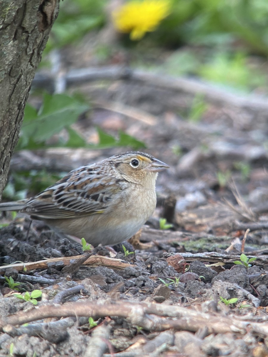 Grasshopper Sparrow - ML565469631