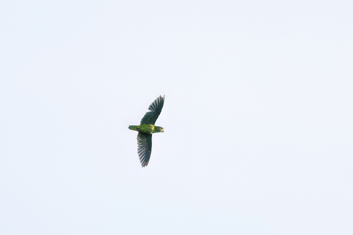 Pileated Parrot - Marcos Eugênio Birding Guide