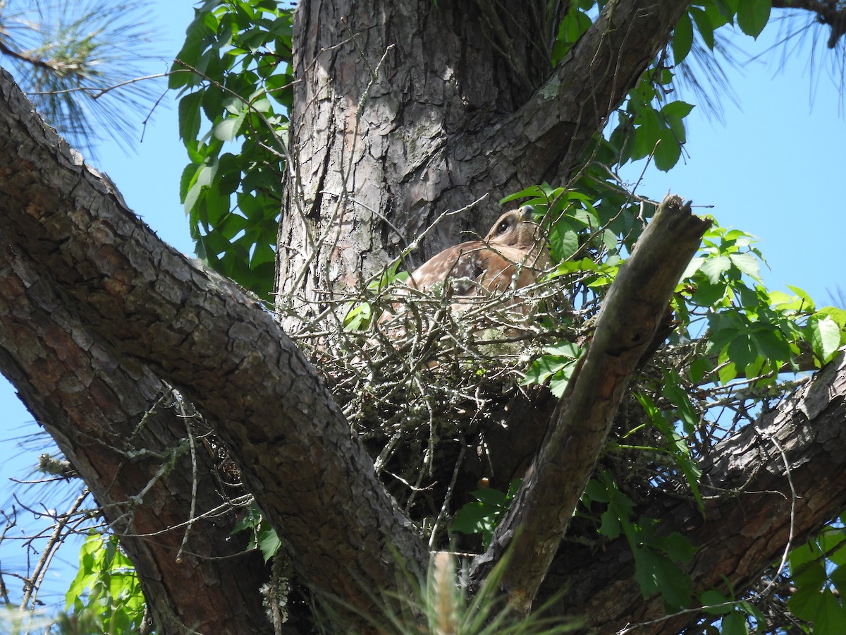 Red-shouldered Hawk - ML565469921