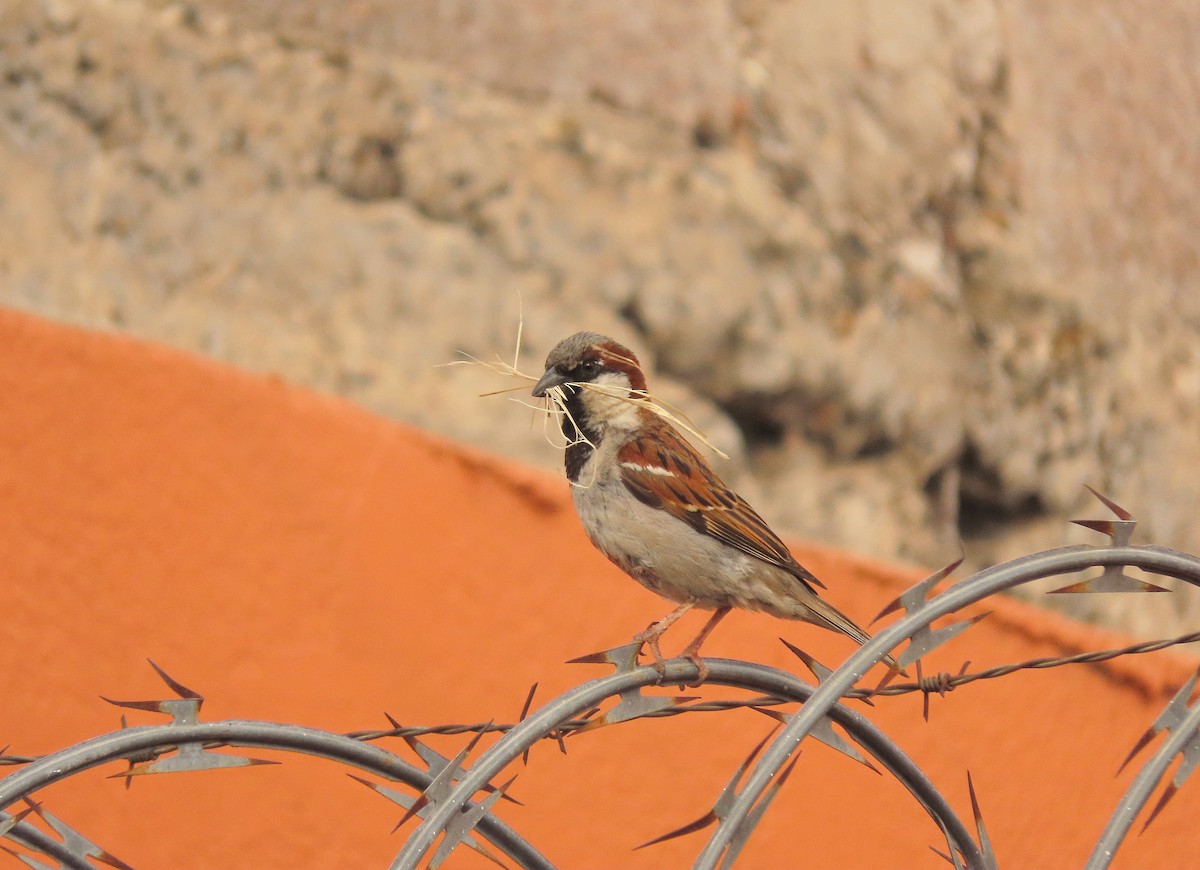 House Sparrow - Alfonso Auerbach