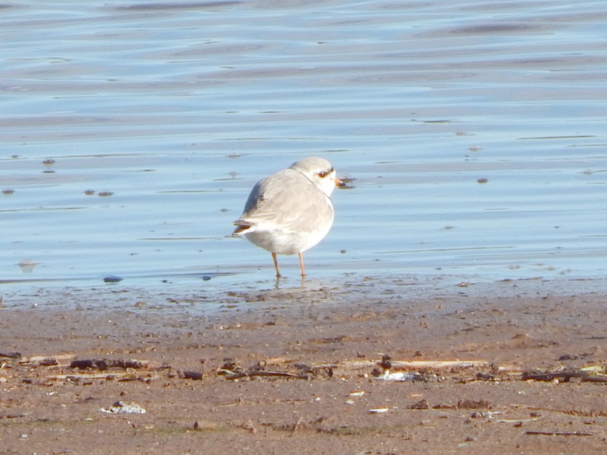 Piping Plover - ML565470831