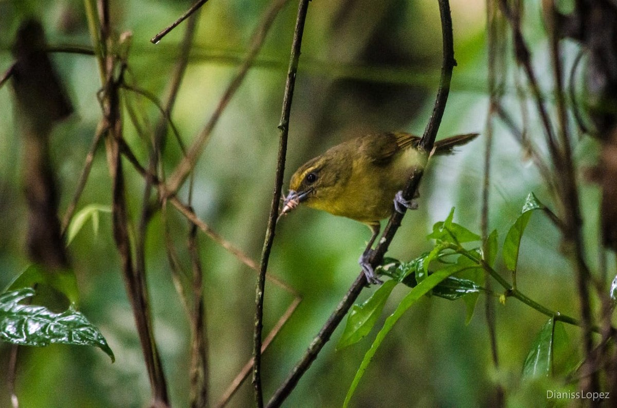 チャイロモリフウキンチョウ - ML565470851