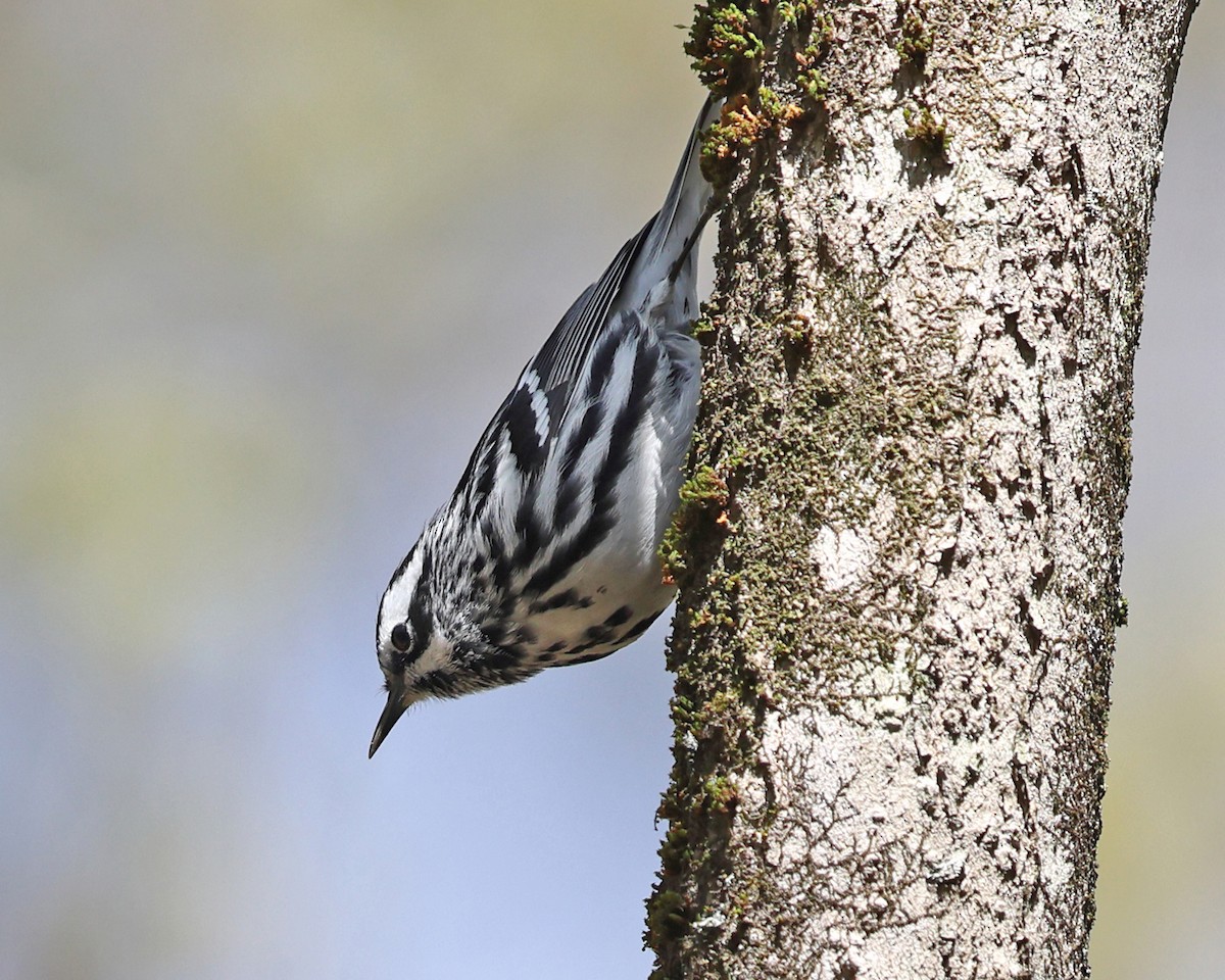 Black-and-white Warbler - ML565472971