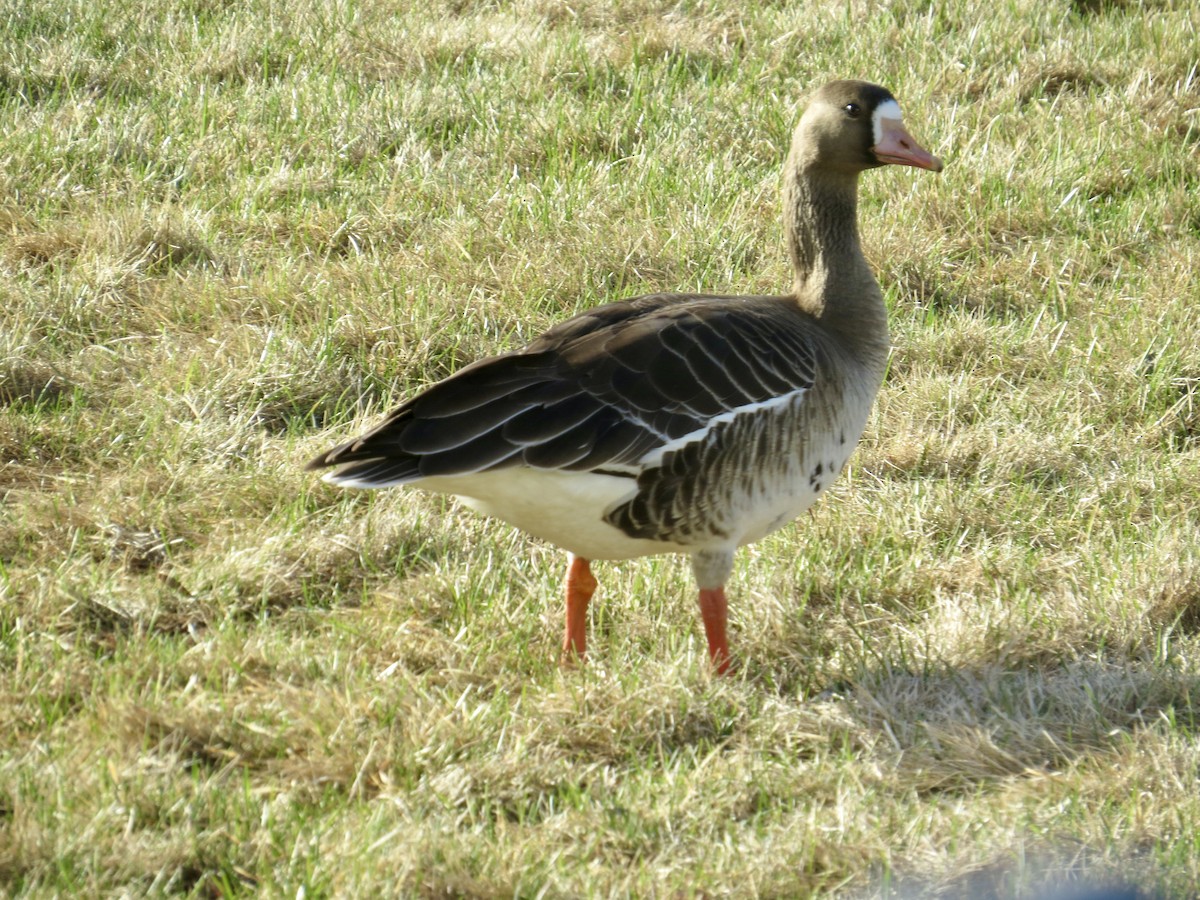 Greater White-fronted Goose - ML565472991