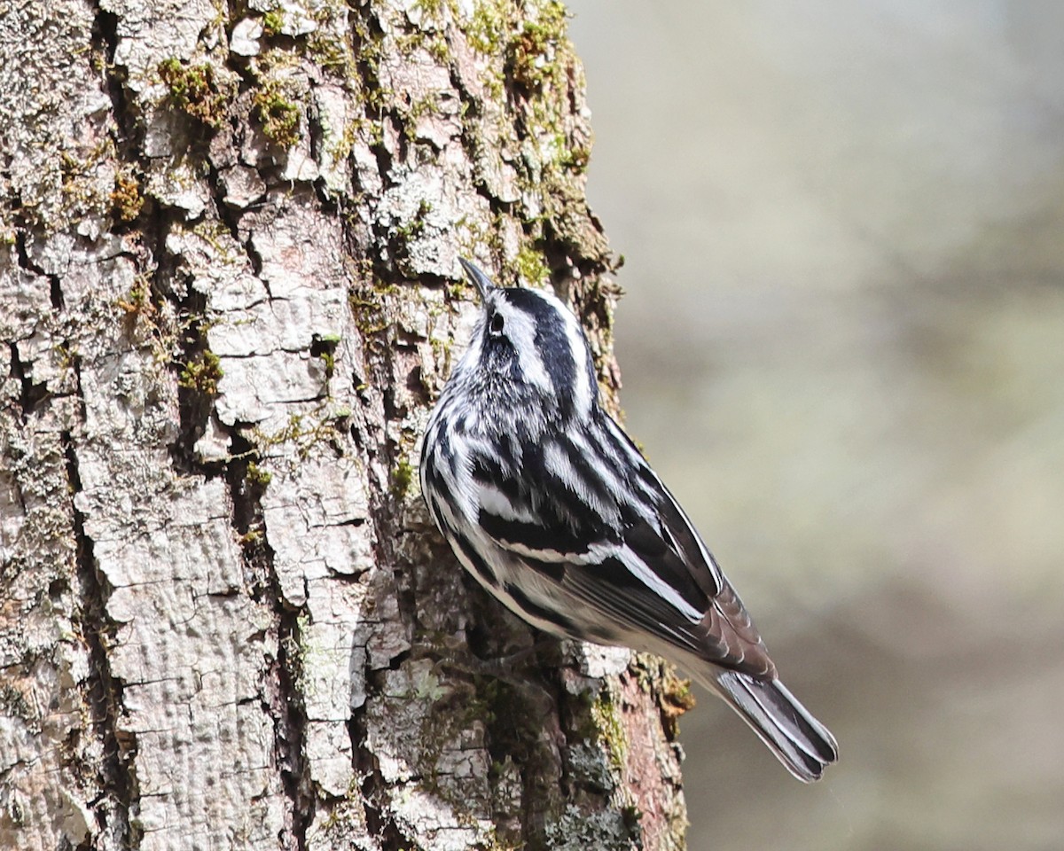 Black-and-white Warbler - ML565473001