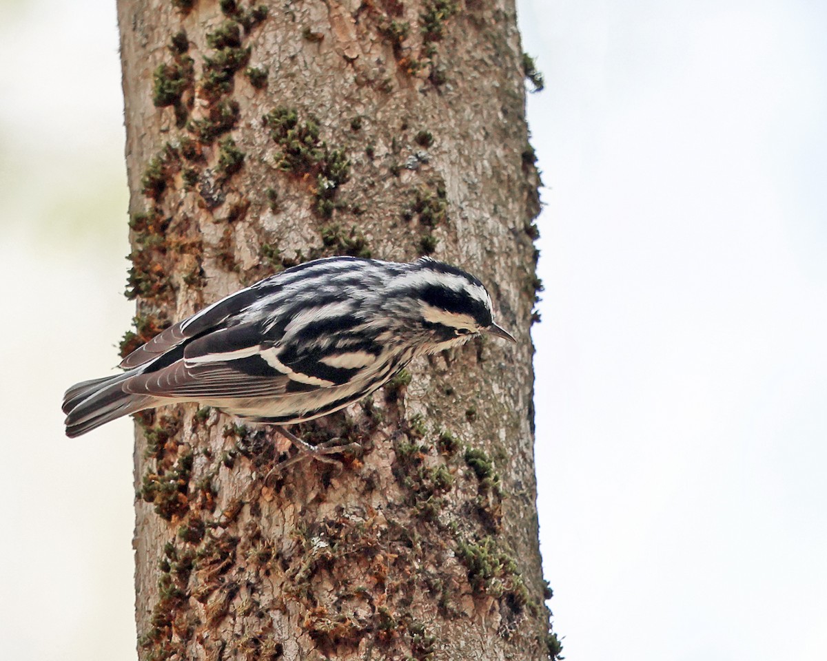 Black-and-white Warbler - ML565473011