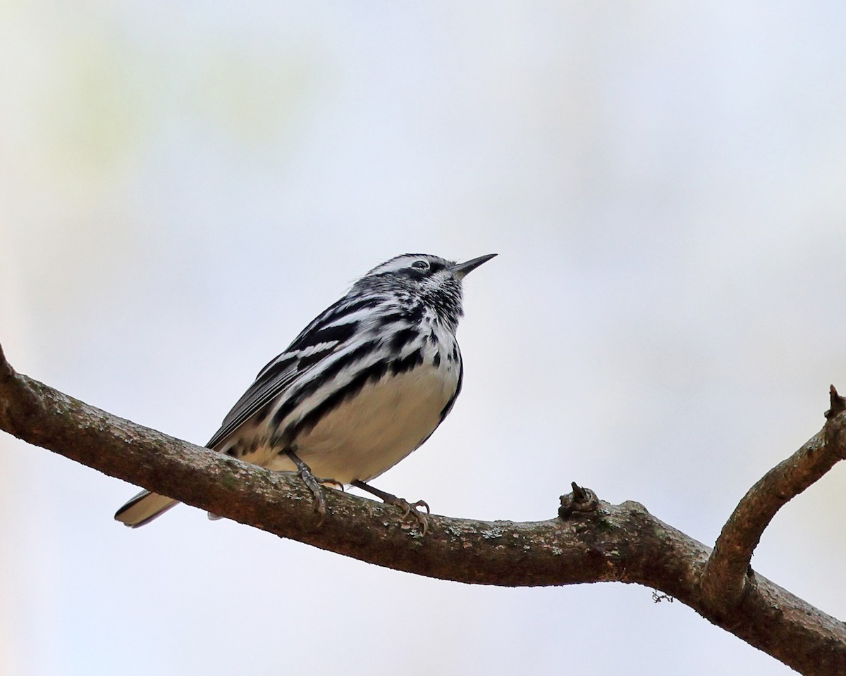 Black-and-white Warbler - ML565473061