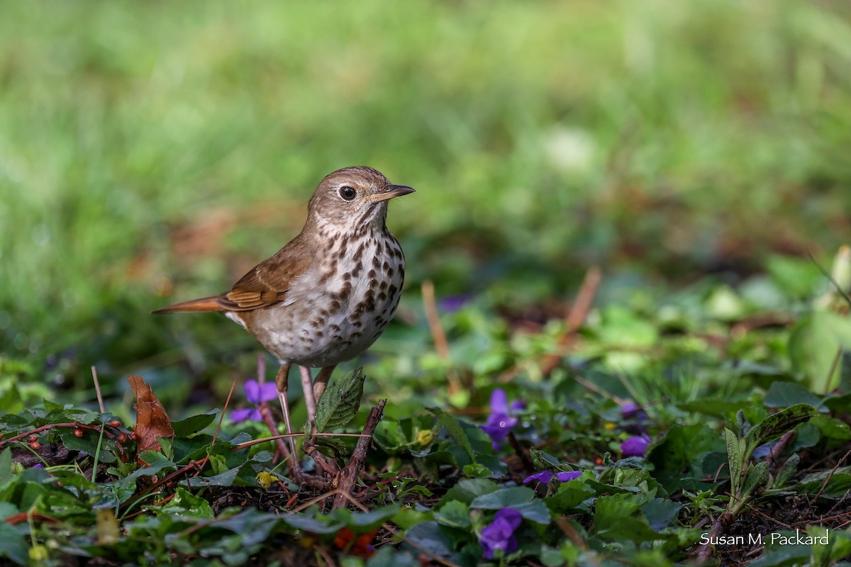 Hermit Thrush - ML565473801