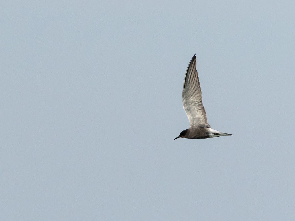 Black Tern - Saki Tsilianidis