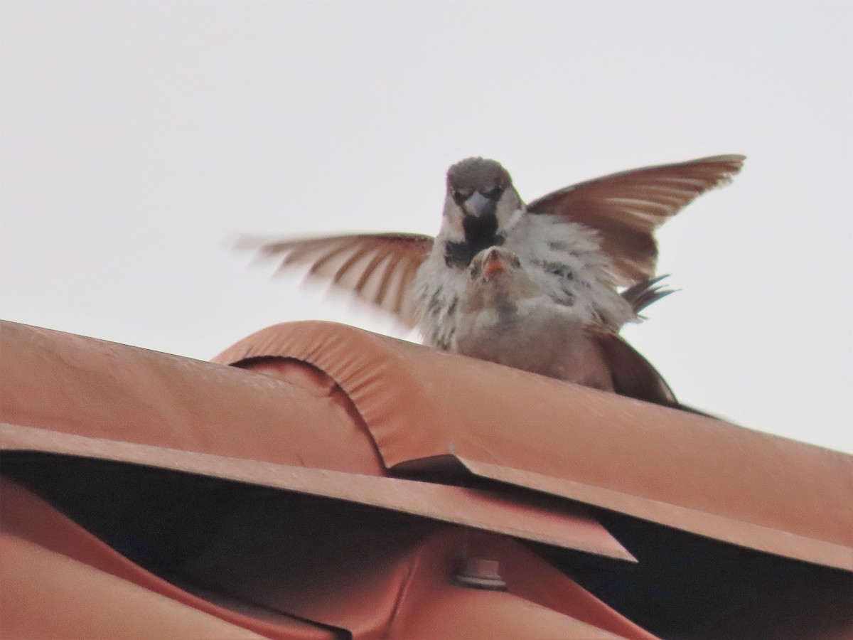 House Sparrow - Alfonso Auerbach