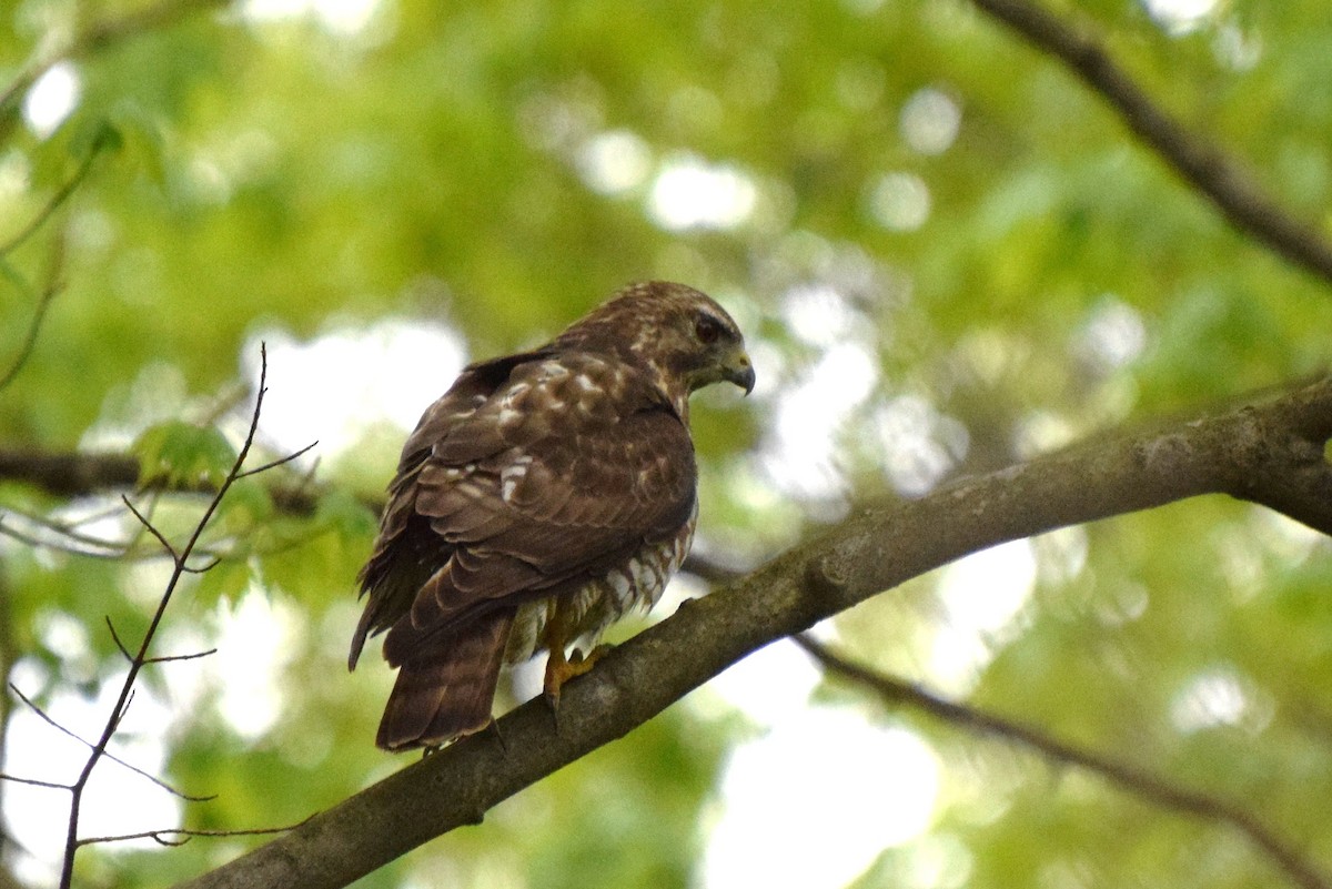 Broad-winged Hawk - ML56547501