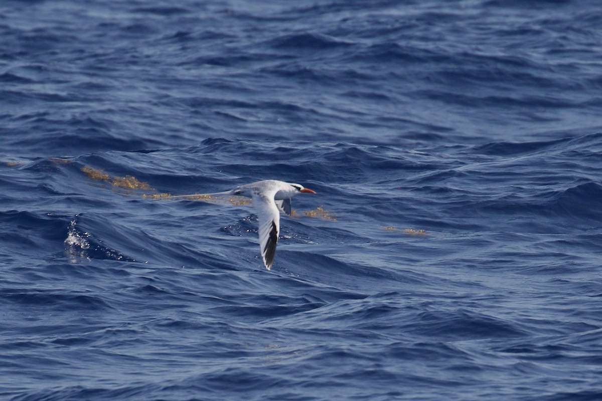 Red-billed Tropicbird - Chris Brown