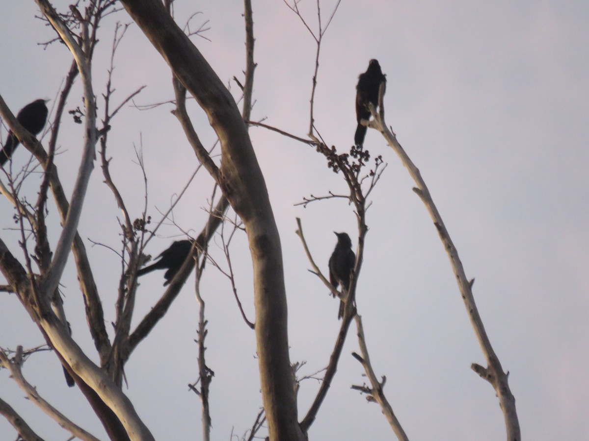 Red-winged Starling - ML565475291