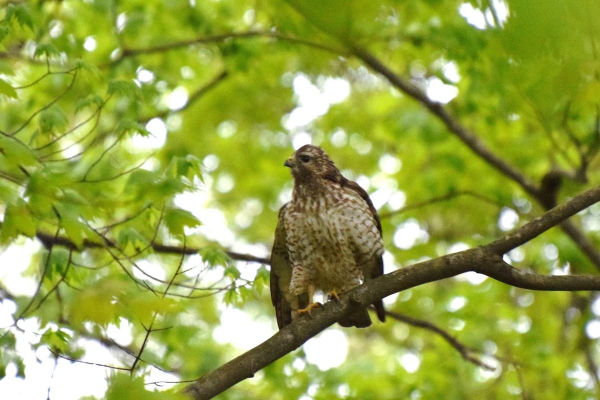 Broad-winged Hawk - ML56547541