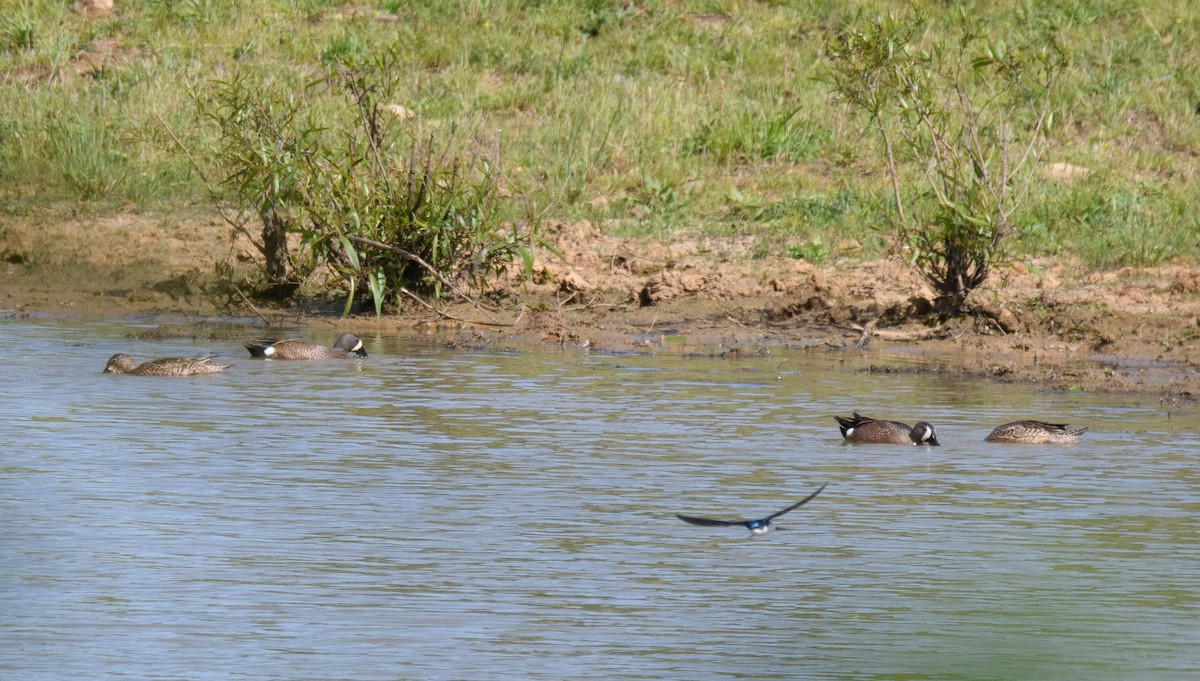 Blue-winged Teal - ML565475891