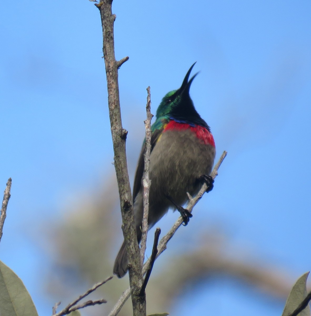 Southern Double-collared Sunbird - ML565476301