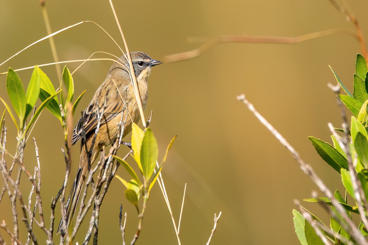 Long-tailed Reed Finch - ML565476971