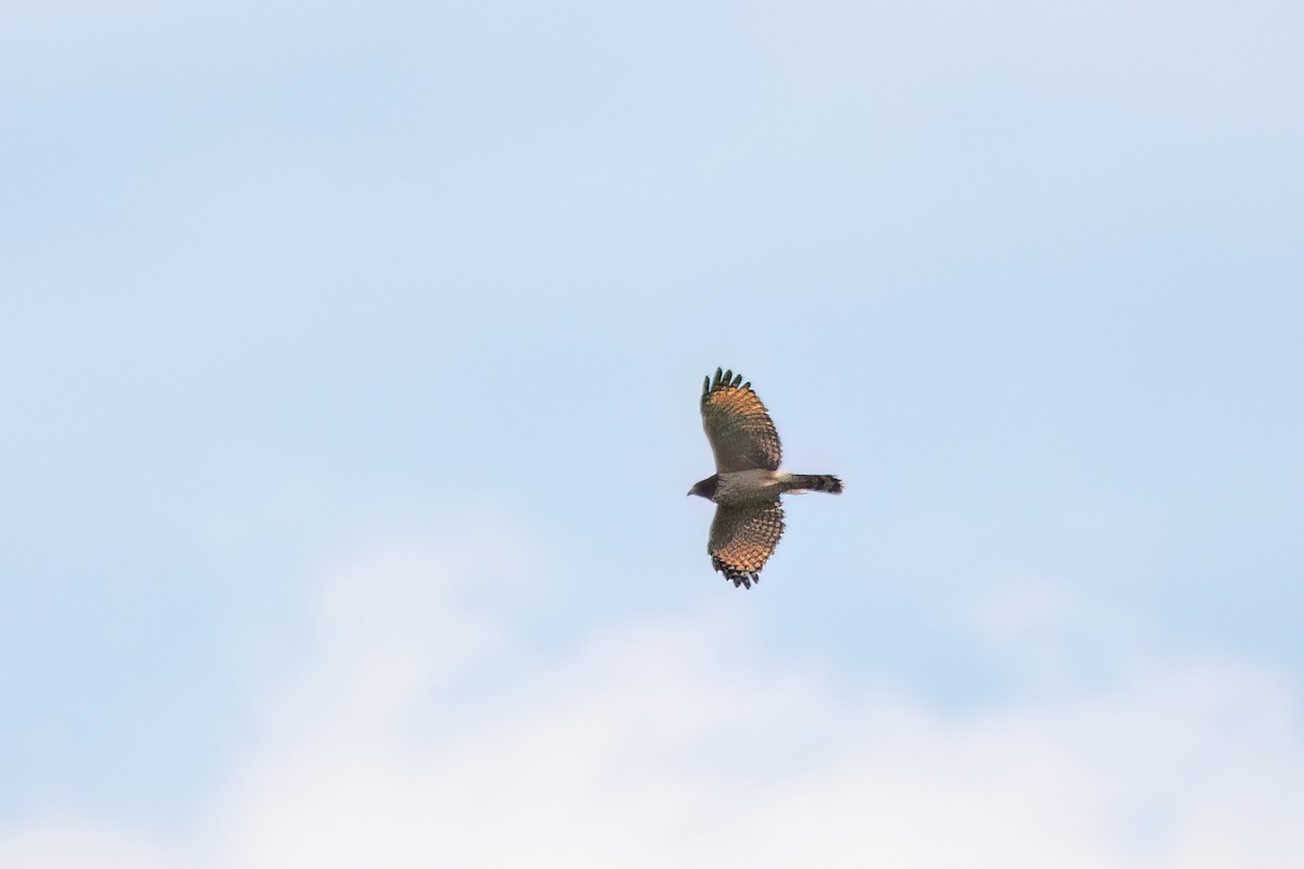 Roadside Hawk - Marcos Eugênio Birding Guide