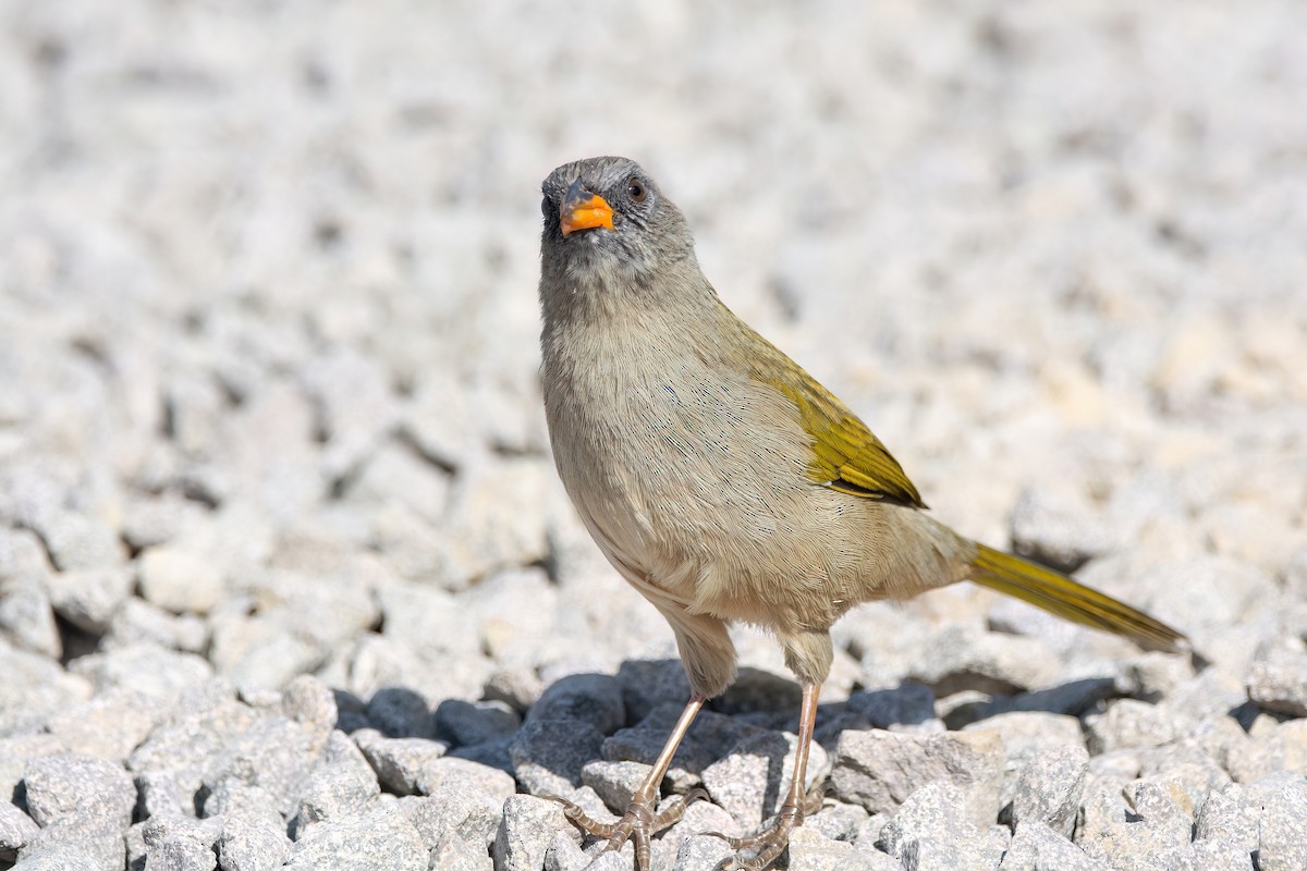 Great Pampa-Finch - ML565477221