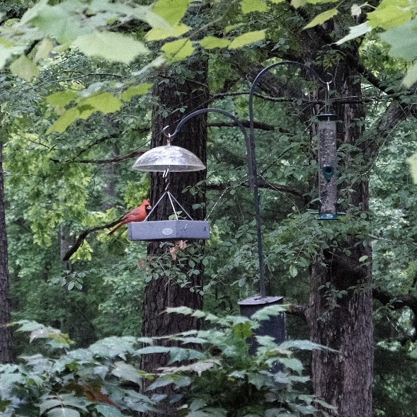 Northern Cardinal - ML565477261