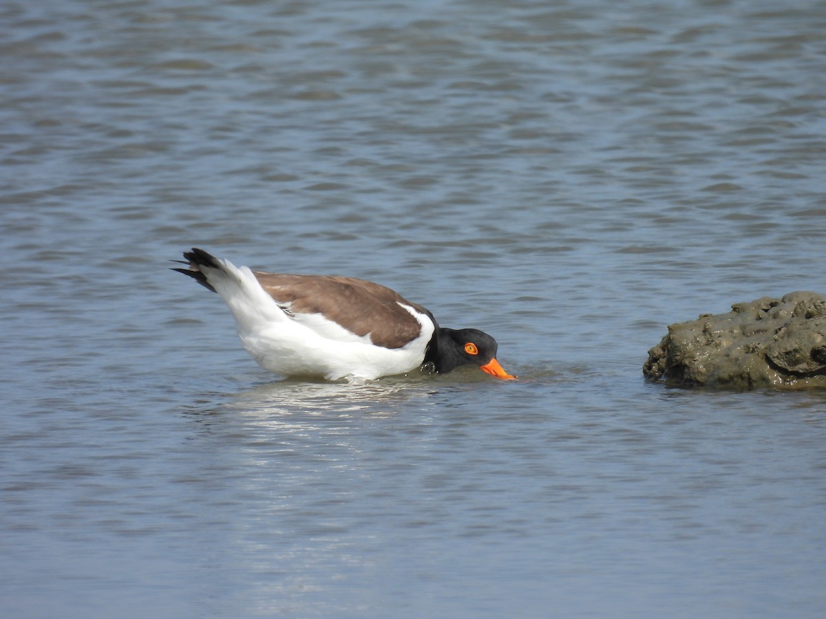 American Oystercatcher - Aiden Saari