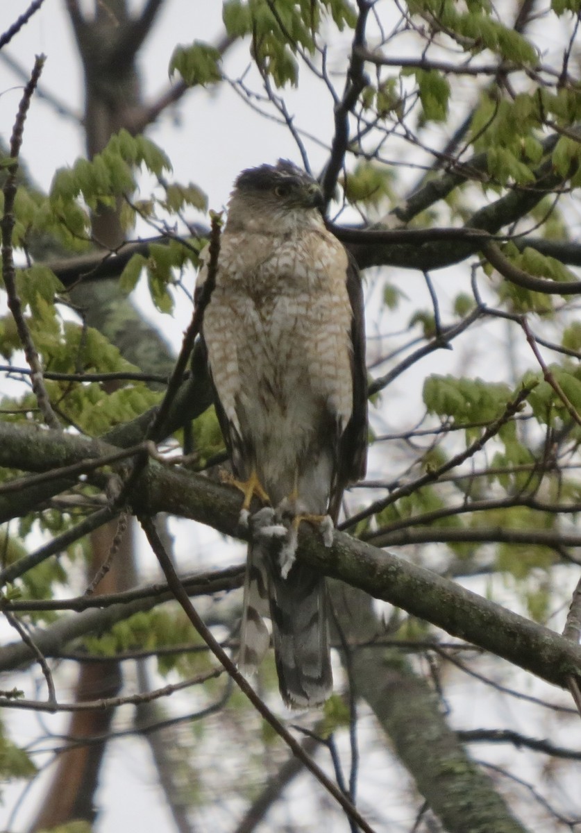 Cooper's Hawk - Maeve Kim