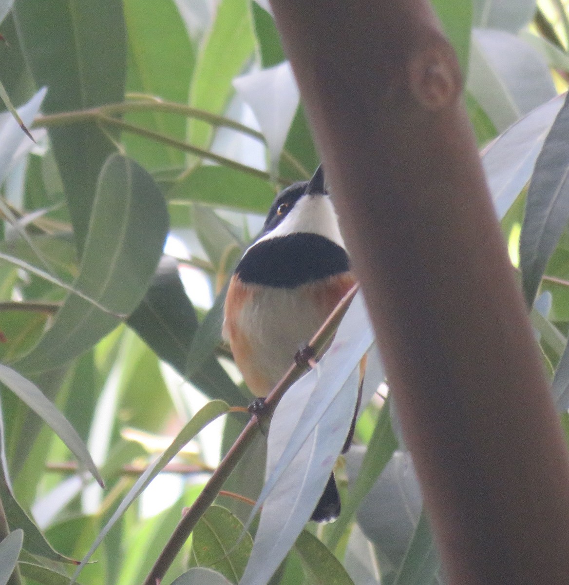 Cape Batis (Cape) - ML565477361