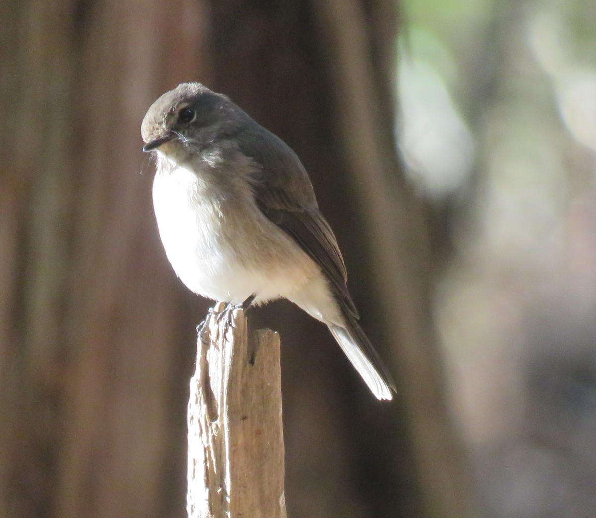 African Dusky Flycatcher - ML565477761