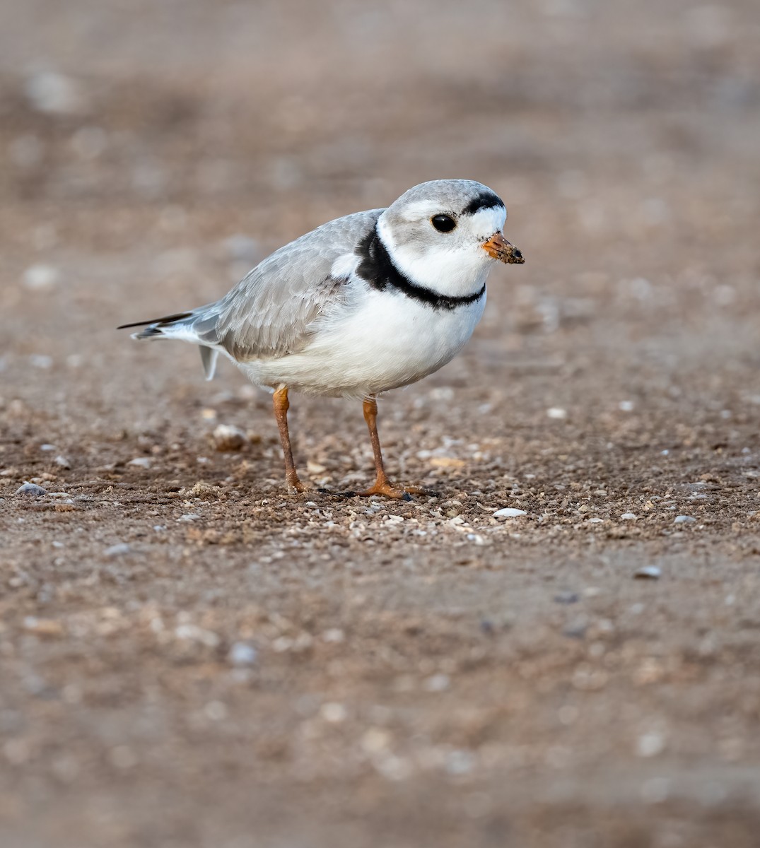Piping Plover - ML565477991