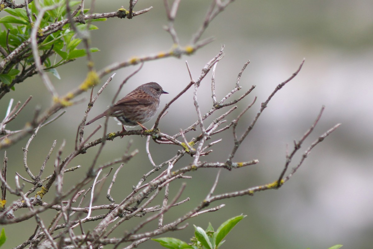 Dunnock - ML565478271